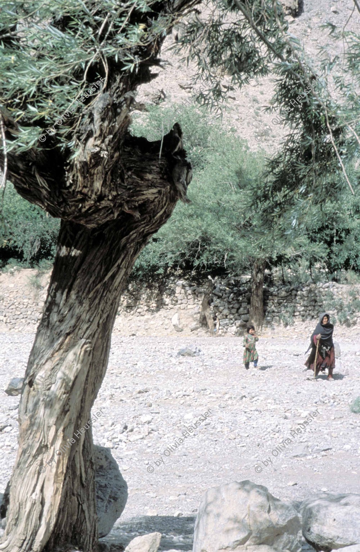 Image of sheet 20013001 photo 43: Pakistan Quetta Baluchistan 2001 
Der Wachholder Baum (Juniperus) ist in der Gegend von Ziarat am Aussterben. Belutschistan 

 Balochistan (Balochi: بلوچستان) or Baluchistan[1] (lit. Land of the Baloch) is an arid, desert and mountainous region on the Iranian plateau in south-western Asia, northwest of the Indian Ocean near the Persian Gulf. It mainly includes southwestern Pakistan, southeastern Iran and a smaller section of southwestern Afghanistan. Belutschistan (persisch ‏بلوچستان‎) ist eine Region im Iranischen Hochland, die sich über den Osten Irans, den Süden Afghanistans und den Südwesten Pakistans erstreckt. Die Fläche beträgt etwa 300.000 km².