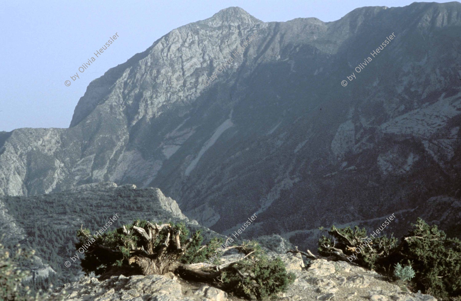 Image of sheet 20013001 photo 44: Juniperus Wachholderbäume Bäume Wachholder in den Bergen von Ziarat 

Pakistan Baluchistan Beluchistan 2001