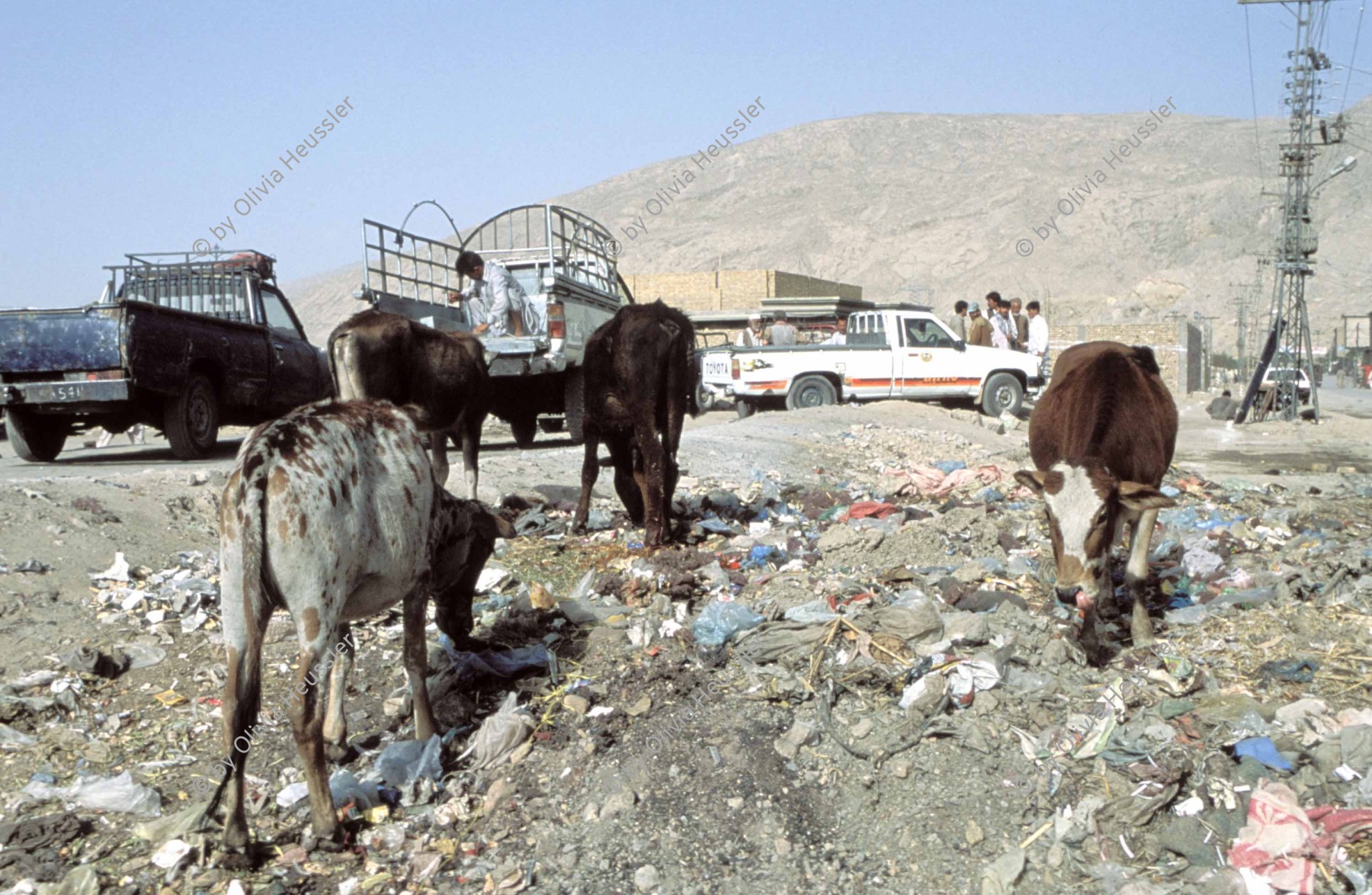 Image of sheet 20013001 photo 52: Pakistan Quetta Baluchistan 2001 

Rinder fressen Plastiksäcke auf einem Abfallberg in der Stadt √

Tiere animal plastic bag