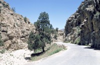 Image of sheet 20013001 photo 67: An der Strasse nach Ziarat stehen Wachholderbäume, Juniperus eine Art Zypressengewächs. √
Pakistan Baluchistan 2001