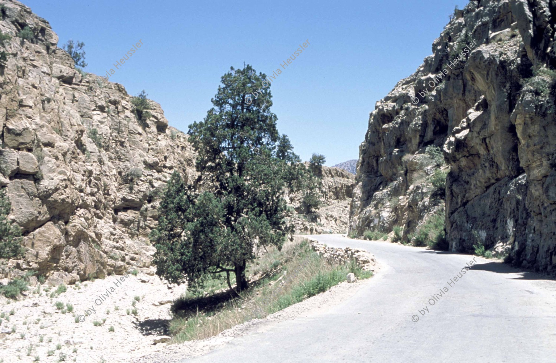 Image of sheet 20013001 photo 67: An der Strasse nach Ziarat stehen Wachholderbäume, Juniperus eine Art Zypressengewächs. √
Pakistan Baluchistan 2001