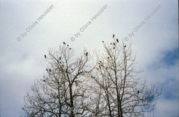 Image of sheet 20020010 photo 4: Bosco Gurin (Luzian mit Alis in Gordevio auf dem Sofa) Vögel in den Bäumen Kirche
Familie Fingerhuth Gruppenbild mit Max, Alis, Lena, Balz und Anna  Thöme Thomas und Catharina schwanger mit Kaspar Chaspar Fahräder im Schulhaus Hofacker Zürich 2002