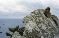 Image of sheet 20020110 photo 10: Affen Meriel und ihre Mutter mit Affen Flughafen Alis und Olivia Heussler
Die Halbinsel Gibraltar Touristen 
Ferien Schifffahrt kreuzfahrt