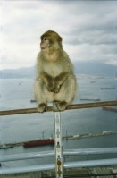 Image of sheet 20020110 photo 12: Affen Meriel und ihre Mutter mit Affen Flughafen Alis und Olivia Heussler
Die Halbinsel Gibraltar Touristen 
Ferien Schifffahrt kreuzfahrt