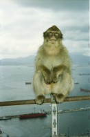 Image of sheet 20020110 photo 13: Affen Meriel und ihre Mutter mit Affen Flughafen Alis und Olivia Heussler
Die Halbinsel Gibraltar Touristen 
Ferien Schifffahrt kreuzfahrt