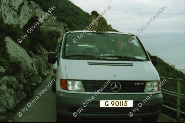 Image of sheet 20020110 photo 16: Affen Meriel und ihre Mutter mit Affen Flughafen Alis und Olivia Heussler
Die Halbinsel Gibraltar Touristen 
Ferien Schifffahrt kreuzfahrt