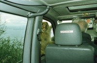 Image of sheet 20020110 photo 5: Affen Meriel und ihre Mutter mit Affen Flughafen Alis und Olivia Heussler
Die Halbinsel Gibraltar Touristen 
Ferien Schifffahrt kreuzfahrt