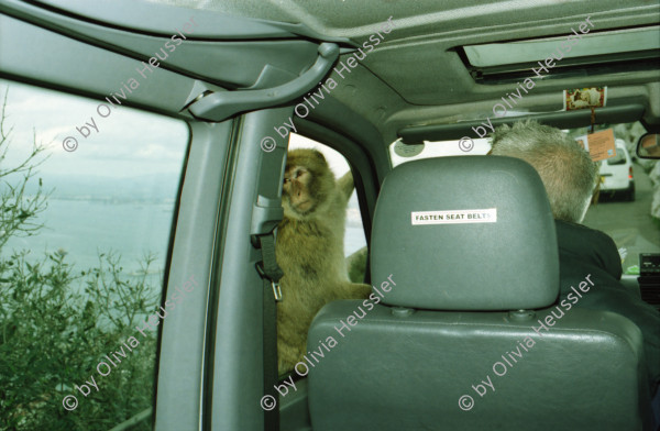 Image of sheet 20020110 photo 5: Affen Meriel und ihre Mutter mit Affen Flughafen Alis und Olivia Heussler
Die Halbinsel Gibraltar Touristen 
Ferien Schifffahrt kreuzfahrt