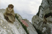 Image of sheet 20020110 photo 9: Affen Meriel und ihre Mutter mit Affen Flughafen Alis und Olivia Heussler
Die Halbinsel Gibraltar Touristen 
Ferien Schifffahrt kreuzfahrt