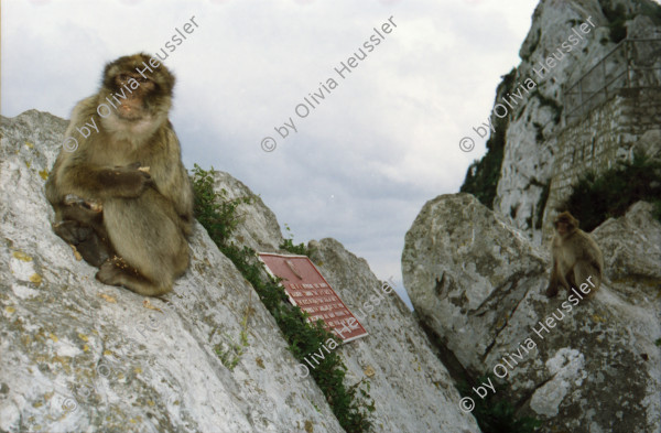 Image of sheet 20020110 photo 9: Affen Meriel und ihre Mutter mit Affen Flughafen Alis und Olivia Heussler
Die Halbinsel Gibraltar Touristen 
Ferien Schifffahrt kreuzfahrt