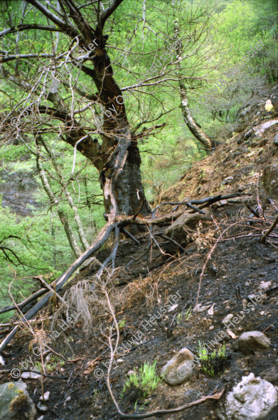 Image of sheet 20020150 photo 15: Familie Helmut Steffanie Walz mit Meret und Lucille und Richard und Barbara Richiger mit Chiara auf Felsen im Wald Waldbrand Kühe Brunnen