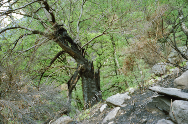 Image of sheet 20020150 photo 19: Familie Helmut Steffanie Walz mit Meret und Lucille und Richard und Barbara Richiger mit Chiara auf Felsen im Wald Waldbrand Kühe Brunnen