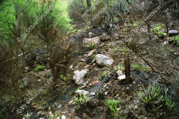 Image of sheet 20020150 photo 2: Familie Helmut Steffanie Walz mit Meret und Lucille und Richard und Barbara Richiger mit Chiara auf Felsen im Wald Waldbrand Kühe Brunnen