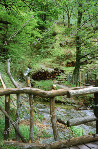 Image of sheet 20020150 photo 5: Familie Helmut Steffanie Walz mit Meret und Lucille und Richard und Barbara Richiger mit Chiara auf Felsen im Wald Waldbrand Kühe Brunnen