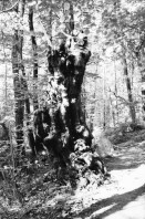 Image of sheet 20020160 photo 11: Barbara Richiger trocknet Lucille Iva Walz die Haare Alis und Chiara liegen und sitzen auf dem Tisch vor dem Cheminee Kamin in der Wohnstube Garten Wald mit Granitsteelen Gordevio 2002
Meret Eingang vom Gotthardtunnel Nord Autotunnel