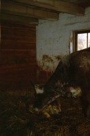 Image of sheet 20020220 photo 3: Geisshof Gebenstorf Annamarie Annemarie Graf bei Beat Müller Alis Heussler
Kälblein Kalb im Stall Stroh mit Mutterkuh Räthisches Grauveh Grauvieh
Nana mit Max Nüscheler Pilloud in Wädenswil und in Rüschlikon am See Schiff Schifffahrt Zürichsee Südhang Suedhang im Zelt Weindegustation
Fussball Projektion ? Leinwand The 2002 FIFA World Cup was the 17th staging of the FIFA World Cup, held in Republic of Korea and Japan from 31 May to 30 June. It was also the first World Cup held in Asia, and the last in which the golden goal rule was implemented. Brazil won the tournament for a record fifth time, beating Germany 2–0 in the final. Turkey beat Korea Republic 3–2 in the third place match. in der Garage Lagerstrasse neben Räuberhöhle in Zürich