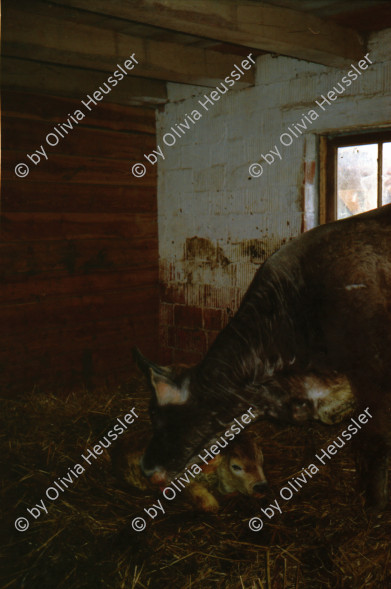 Image of sheet 20020220 photo 3: Geisshof Gebenstorf Annamarie Annemarie Graf bei Beat Müller Alis Heussler
Kälblein Kalb im Stall Stroh mit Mutterkuh Räthisches Grauveh Grauvieh
Nana mit Max Nüscheler Pilloud in Wädenswil und in Rüschlikon am See Schiff Schifffahrt Zürichsee Südhang Suedhang im Zelt Weindegustation
Fussball Projektion ? Leinwand The 2002 FIFA World Cup was the 17th staging of the FIFA World Cup, held in Republic of Korea and Japan from 31 May to 30 June. It was also the first World Cup held in Asia, and the last in which the golden goal rule was implemented. Brazil won the tournament for a record fifth time, beating Germany 2–0 in the final. Turkey beat Korea Republic 3–2 in the third place match. in der Garage Lagerstrasse neben Räuberhöhle in Zürich