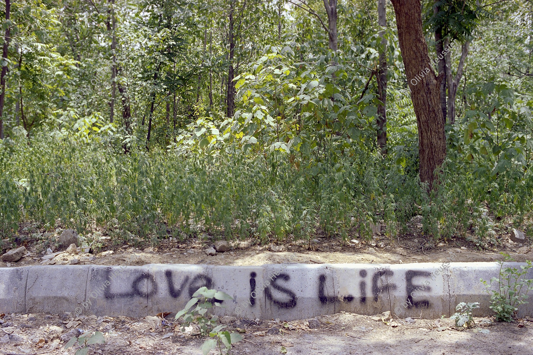 Image of sheet 20030030 photo 1: Love is life. steht am Rand einer wilden Haschischbeflanzung in der Hauptstadt Islamabad Pakistan
Grafitti Gehsteig Trottoir
Love is life
steht an einer Mauer dahinter Gras Marihuana Hanf THC haltige pflanzen wilde
Islamabad Pakistan