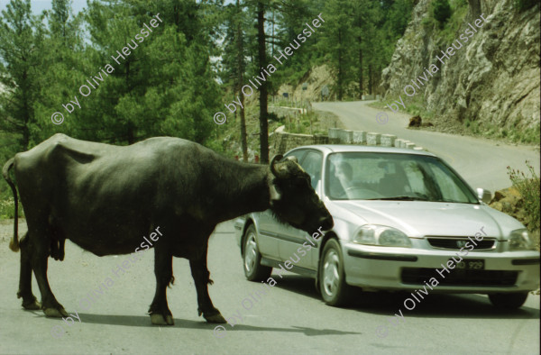 Image of sheet 20030070 photo 14: Car Transport auf der Strasse von der Hauptstadt Islamabad nach Murree M. ist eine Kleinstadt in der Provinz Punjab in Nord-Pakistan Ajubia Park
Ayubia is small town in the Khyber-Pakhtunkhwa province of Pakistan. It is located near the Murree hills and Galyat and is home to Ayubia National Park. It is a very famous tourist destination and includes one of the oldest chair lifts of the area.
Leute Männer und Frauen beim Wasser holen mit Flaschen. Frauen Bäume im Galyat tal
(eine der ältesten) Gondelbahn auch für Familien im National Park. Farige Fahnen und ein Bube mit Blumen Haarschmuck