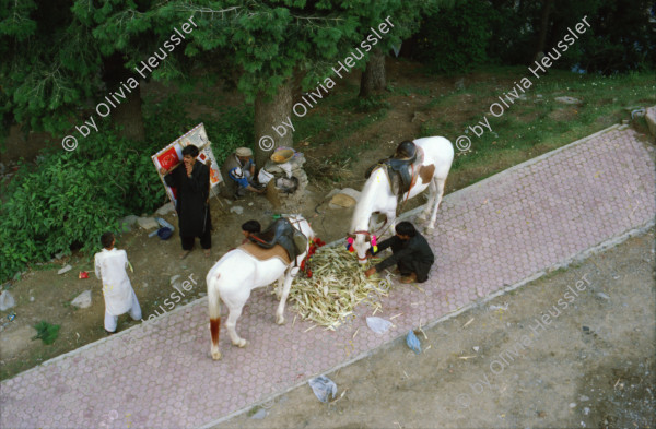 Image of sheet 20030090 photo 12: Ayubia is a small town in the Khyber-Pakhtunkhwa province of Pakistan. It is located near the Pakistan Kahmir hills and Galyat is home to Ayubia National Park. It is a very famous tourist destination and includes one of the oldest chair lifts of the area.
Leute Männer  Shahzad Khan Mann beim Wasser filtern mit Katadyn in Pet Flaschen.  Wald Bäume im Galyat tal
(eine der ältesten) Gondelbahn auch für Familien im National Park. Staatliches Hotel