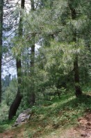 Image of sheet 20030090 photo 23: Ayubia is a small town in the Khyber-Pakhtunkhwa province of Pakistan. It is located near the Pakistan Kahmir hills and Galyat is home to Ayubia National Park. It is a very famous tourist destination and includes one of the oldest chair lifts of the area.
Leute Männer  Shahzad Khan Mann beim Wasser filtern mit Katadyn in Pet Flaschen.  Wald Bäume im Galyat tal
(eine der ältesten) Gondelbahn auch für Familien im National Park. Staatliches Hotel