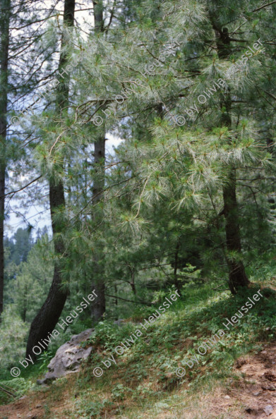 Image of sheet 20030090 photo 23: Ayubia is a small town in the Khyber-Pakhtunkhwa province of Pakistan. It is located near the Pakistan Kahmir hills and Galyat is home to Ayubia National Park. It is a very famous tourist destination and includes one of the oldest chair lifts of the area.
Leute Männer  Shahzad Khan Mann beim Wasser filtern mit Katadyn in Pet Flaschen.  Wald Bäume im Galyat tal
(eine der ältesten) Gondelbahn auch für Familien im National Park. Staatliches Hotel