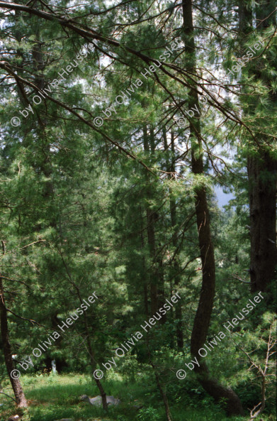 Image of sheet 20030090 photo 27: Ayubia is a small town in the Khyber-Pakhtunkhwa province of Pakistan. It is located near the Pakistan Kahmir hills and Galyat is home to Ayubia National Park. It is a very famous tourist destination and includes one of the oldest chair lifts of the area.
Leute Männer  Shahzad Khan Mann beim Wasser filtern mit Katadyn in Pet Flaschen.  Wald Bäume im Galyat tal
(eine der ältesten) Gondelbahn auch für Familien im National Park. Staatliches Hotel