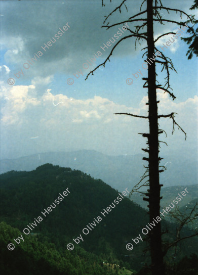 Image of sheet 20030090 photo 36: Ayubia is a small town in the Khyber-Pakhtunkhwa province of Pakistan. It is located near the Pakistan Kahmir hills and Galyat is home to Ayubia National Park. It is a very famous tourist destination and includes one of the oldest chair lifts of the area.
Leute Männer  Shahzad Khan Mann beim Wasser filtern mit Katadyn in Pet Flaschen.  Wald Bäume im Galyat tal
(eine der ältesten) Gondelbahn auch für Familien im National Park. Staatliches Hotel