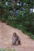Image of sheet 20030100 photo 11: Ayubia is a small town in the Khyber-Pakhtunkhwa province of Pakistan. It is located near the Murree hills and Galyat and is home to Ayubia National Park. It is a very famous tourist destination and includes one of the oldest chair lifts of the area.
Pakistan Kuzagali: Parkwächter am Eingang zum Ajubia National Park. 23/05/2003 entering Ajubia National Park. Parkguide having a break, in the park you can see rhesus monkeys sitting around.