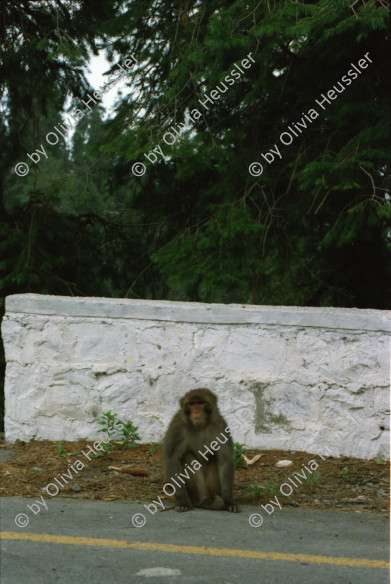 Image of sheet 20030100 photo 21: Ayubia is a small town in the Khyber-Pakhtunkhwa province of Pakistan. It is located near the Murree hills and Galyat and is home to Ayubia National Park. It is a very famous tourist destination and includes one of the oldest chair lifts of the area.
Pakistan Kuzagali: Parkwächter am Eingang zum Ajubia National Park. 23/05/2003 entering Ajubia National Park. Parkguide having a break, in the park you can see rhesus monkeys sitting around.