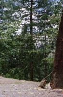 Image of sheet 20030100 photo 6: Ayubia is a small town in the Khyber-Pakhtunkhwa province of Pakistan. It is located near the Murree hills and Galyat and is home to Ayubia National Park. It is a very famous tourist destination and includes one of the oldest chair lifts of the area.
Pakistan Kuzagali: Parkwächter am Eingang zum Ajubia National Park. 23/05/2003 entering Ajubia National Park. Parkguide having a break, in the park you can see rhesus monkeys sitting around.