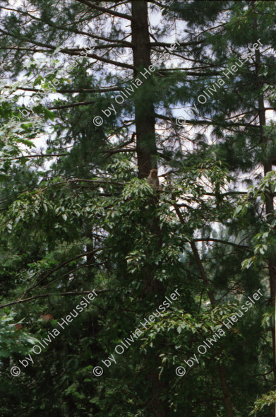 Image of sheet 20030100 photo 7: Ayubia is a small town in the Khyber-Pakhtunkhwa province of Pakistan. It is located near the Murree hills and Galyat and is home to Ayubia National Park. It is a very famous tourist destination and includes one of the oldest chair lifts of the area.
Pakistan Kuzagali: Parkwächter am Eingang zum Ajubia National Park. 23/05/2003 entering Ajubia National Park. Parkguide having a break, in the park you can see rhesus monkeys sitting around.