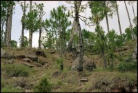 Image of sheet 20030110 photo 4: Pinienwald Kiefer am aussterben 
Pakistan Punjab Pine Forest 23/05/2003