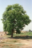Image of sheet 20030120 photo 30: Sirkap (Urdu: سر کپ) is the name of an archaeological site on the bank opposite to the city of Taxila, Punjab, Pakistan. The city of Sirkap was built by the Greco-Bactrian king Demetrius after he invaded ancient Pakistan around 180 BC. Demetrius founded in the northern and northwestern Indian subcontinent (modern day Pakistan) an Indo-Greek kingdom that was to last until around 10 BC. Sirkap is also said to have been rebuilt by king Menander I. Wasserbrunnen, Mauern Mann im Schatten restauriert In den Stupas Nr. 14a wurden die Mönche eingeäschert. Männer baden schwimmen Khanpurkanal in einem Wasserkanal der Wasser nach Islamabad bringt. Eine Familie recycles sammelt Petflaschen und Abfall.
