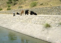 Image of sheet 20030130 photo 14: Khanpur channel brings fresh water in to the capital of Islamabad, but thursty animals can not drink