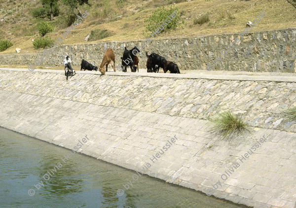 Image of sheet 20030130 photo 14: Khanpur channel brings fresh water in to the capital of Islamabad, but thursty animals can not drink