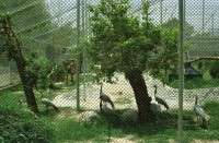 Image of sheet 20030150 photo 12: Pakistan Islamabad Zoo (Urdu: اسلام آباد چڑیا گھر), previously Marghazar Zoo, is a developing zoo in Islamabad Capital Territory. It was opened in 1978.[1] It is under the administration of Capital Development Authority of Pakistan.[2
Junge steht vor einem Rickschataxi reicht beschmückt und dekoriert. Strassenarbeiter Arbeiter in der Hitze am arbeiten und posieren. Wolf im Gehege des Zoo Krähen fressen ihm das Futter weg. WWF Abfallkübel Sitzplatz mit Schattenspender Traktor Teerproduktion Brennerei Ofen Portrait zwei Frauen