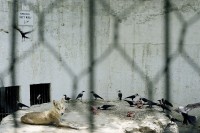 Image of sheet 20030150 photo 8: Pakistan Punjab Islamabad. Himalayan Wolf in Islamabad zoological park loosing his food by birds.
