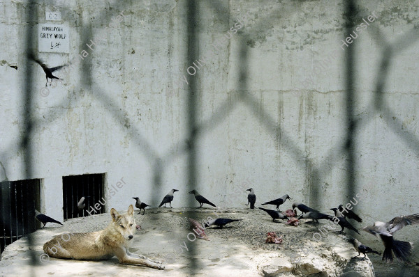 Image of sheet 20030150 photo 8: Pakistan Punjab Islamabad. Himalayan Wolf in Islamabad zoological park loosing his food by birds.