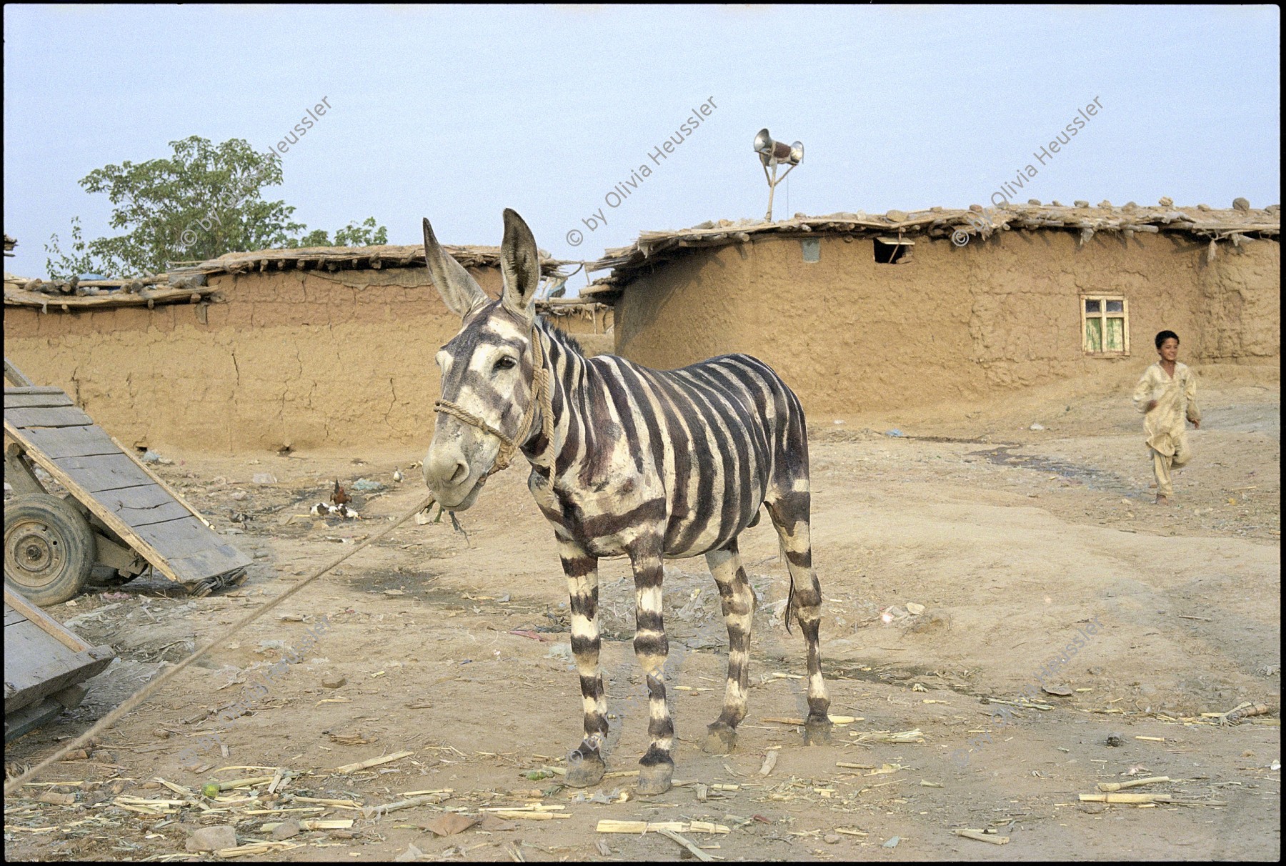 Image of sheet 20030180 photo 7: Als Zebra bemaltes Maultier, Islamabad Pakistan 2003.