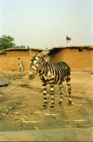 Image of sheet 20030180 photo 8: Pakistan Islamabad