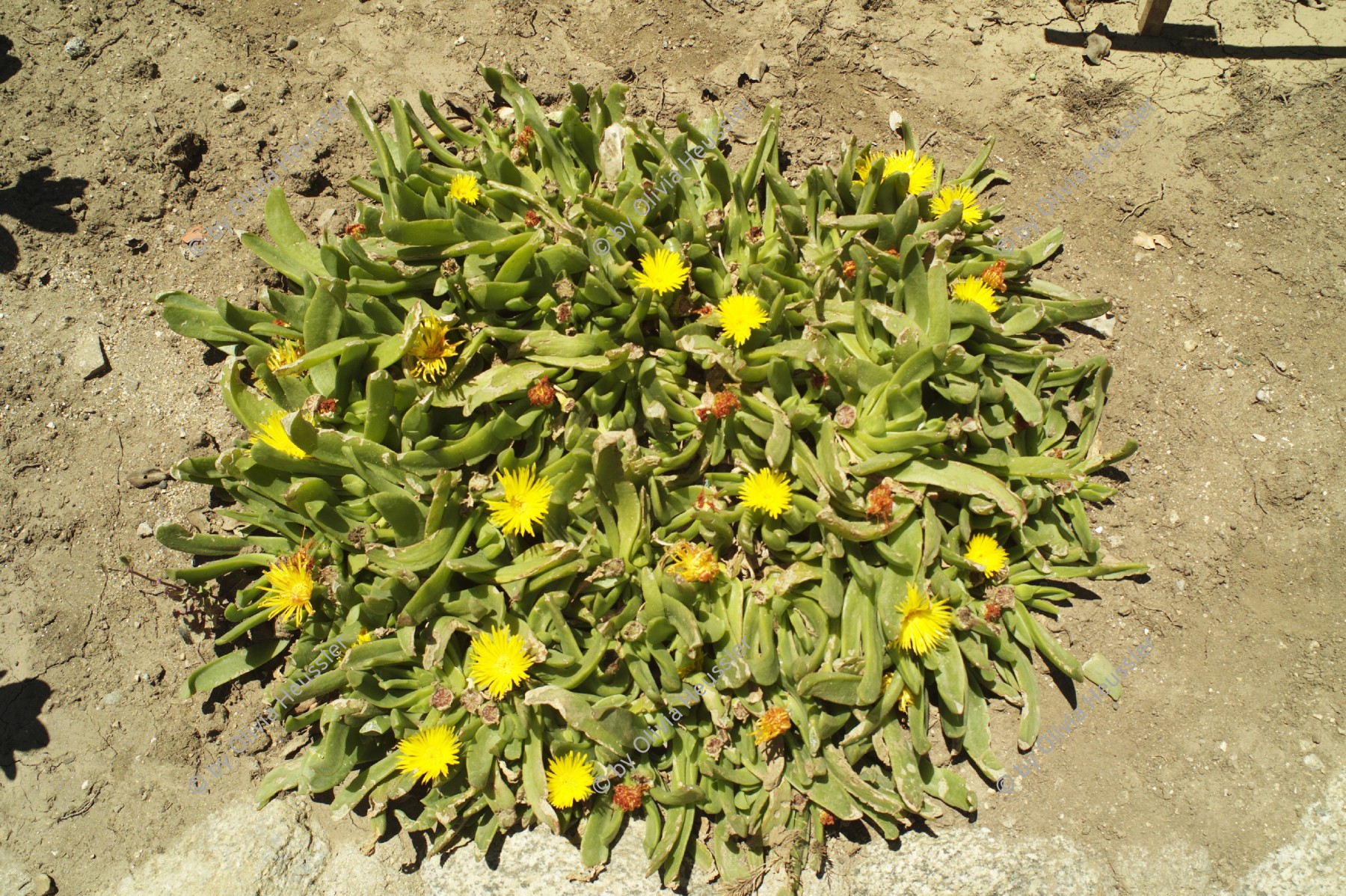 Image of sheet 20051130 photo 248: Valparaiso Chile South America Südamerika Amerika Latin Lateinamerika 30.11.2005 
Sea coast playa plant nature Pflanze