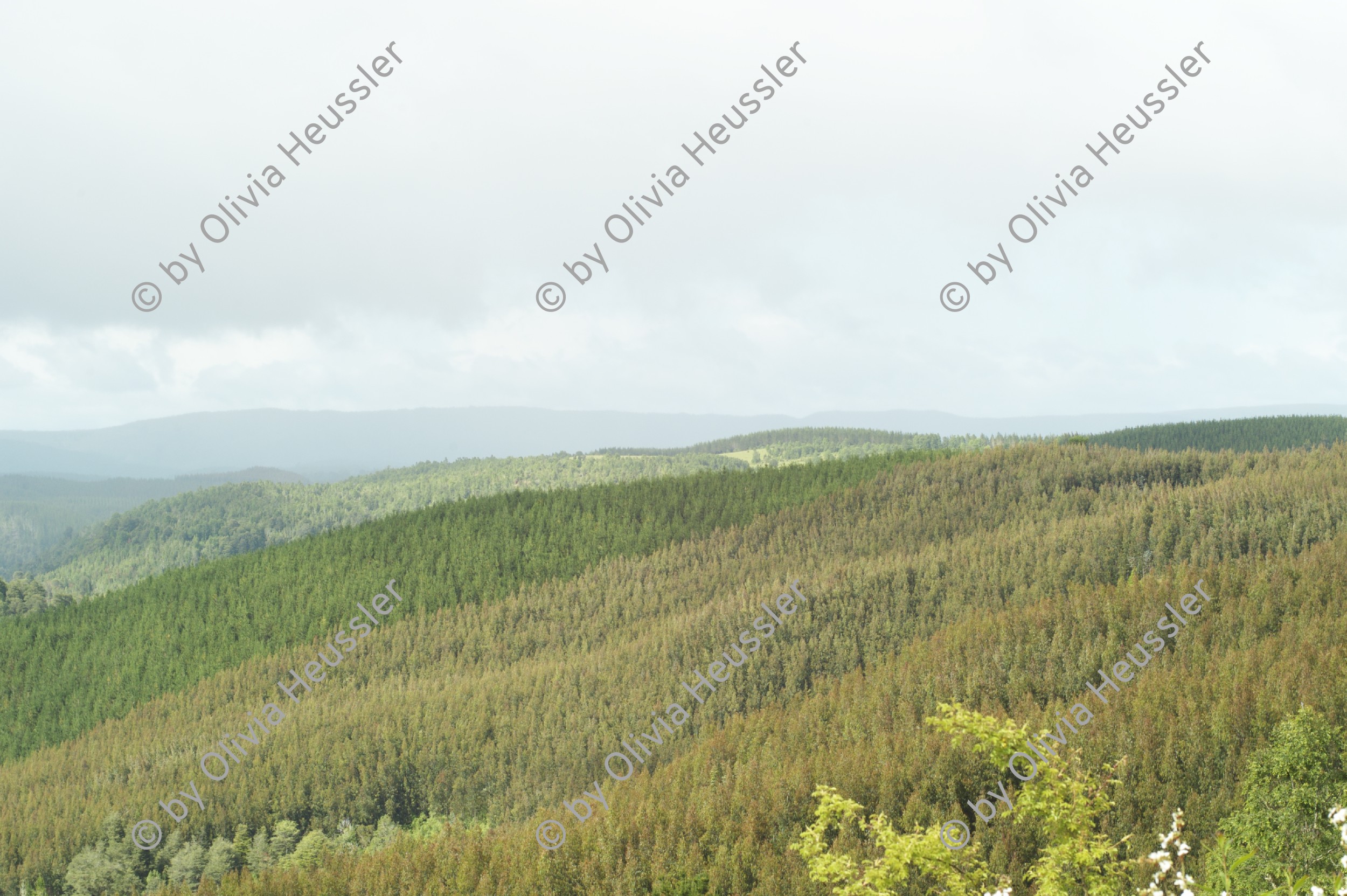 Image of sheet 20051204 photo 18: Die Huegel zwischen Valdivia und Futrono sind von Kiefern- und Eukalyptusbaeumen bewachsen, Chile, 2005. Die hier in Monokultur angebauten Nutzpflanzen fuehren zu einer problematischen Uebersaeuerung des Bodens. Plantage für Bäume Baumplantage Anbau
