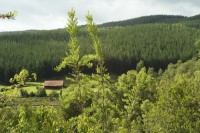 Image of sheet 20051204 photo 29: Die Huegel zwischen Valdivia und Futrono sind von Kiefern- und Eukalyptusbaeumen bewachsen, Chile, 2005. Die hier in Monokultur Monoculture angebauten Nutzpflanzen fuehren zu einer problematischen Uebersaeuerung des Bodens. Plantage für Bäume Baumplantage Anbau