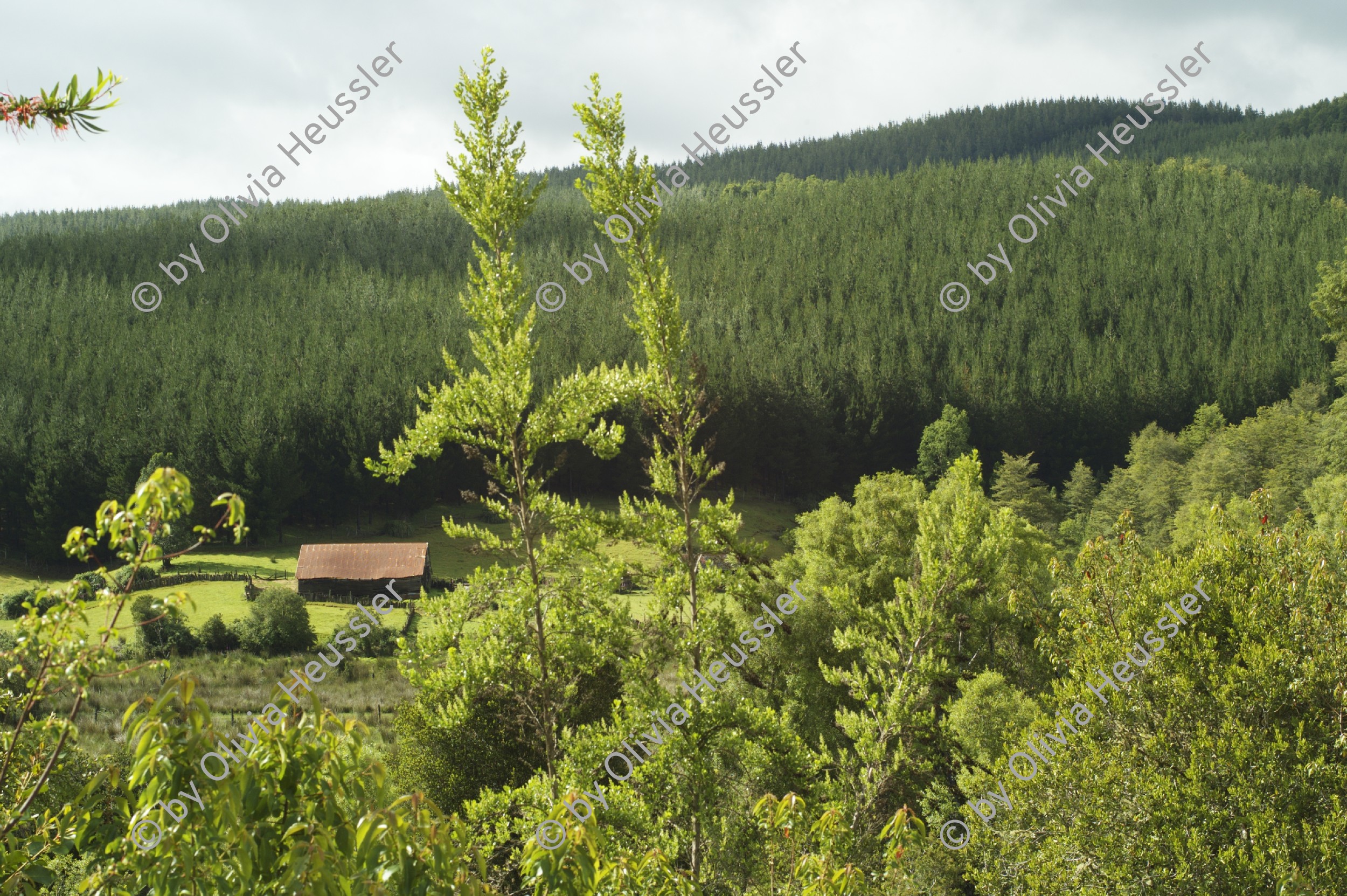 Image of sheet 20051204 photo 29: Die Huegel zwischen Valdivia und Futrono sind von Kiefern- und Eukalyptusbaeumen bewachsen, Chile, 2005. Die hier in Monokultur Monoculture angebauten Nutzpflanzen fuehren zu einer problematischen Uebersaeuerung des Bodens. Plantage für Bäume Baumplantage Anbau