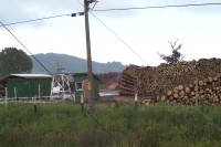 Image of sheet 20051204 photo 33: Arauco. Pino y Eucaliptus Monoculture Wood Sawmill
Kiefern- und Eukalyptusbaeumen bewachsen, Chile, 2005. Die hier in Monokultur angebauten Nutzpflanzen fuehren zu einer problematischen Uebersaeuerung des Bodens. Plantage für Bäume Baumplantage Anbau