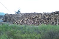 Image of sheet 20051204 photo 35: Arauco. Pino y Eucaliptus Monoculture Wood
Kiefern- und Eukalyptusbaeumen bewachsen, Chile, 2005. Die hier in Monokultur angebauten Nutzpflanzen fuehren zu einer problematischen Uebersaeuerung des Bodens. Plantage für Bäume Baumplantage Anbau