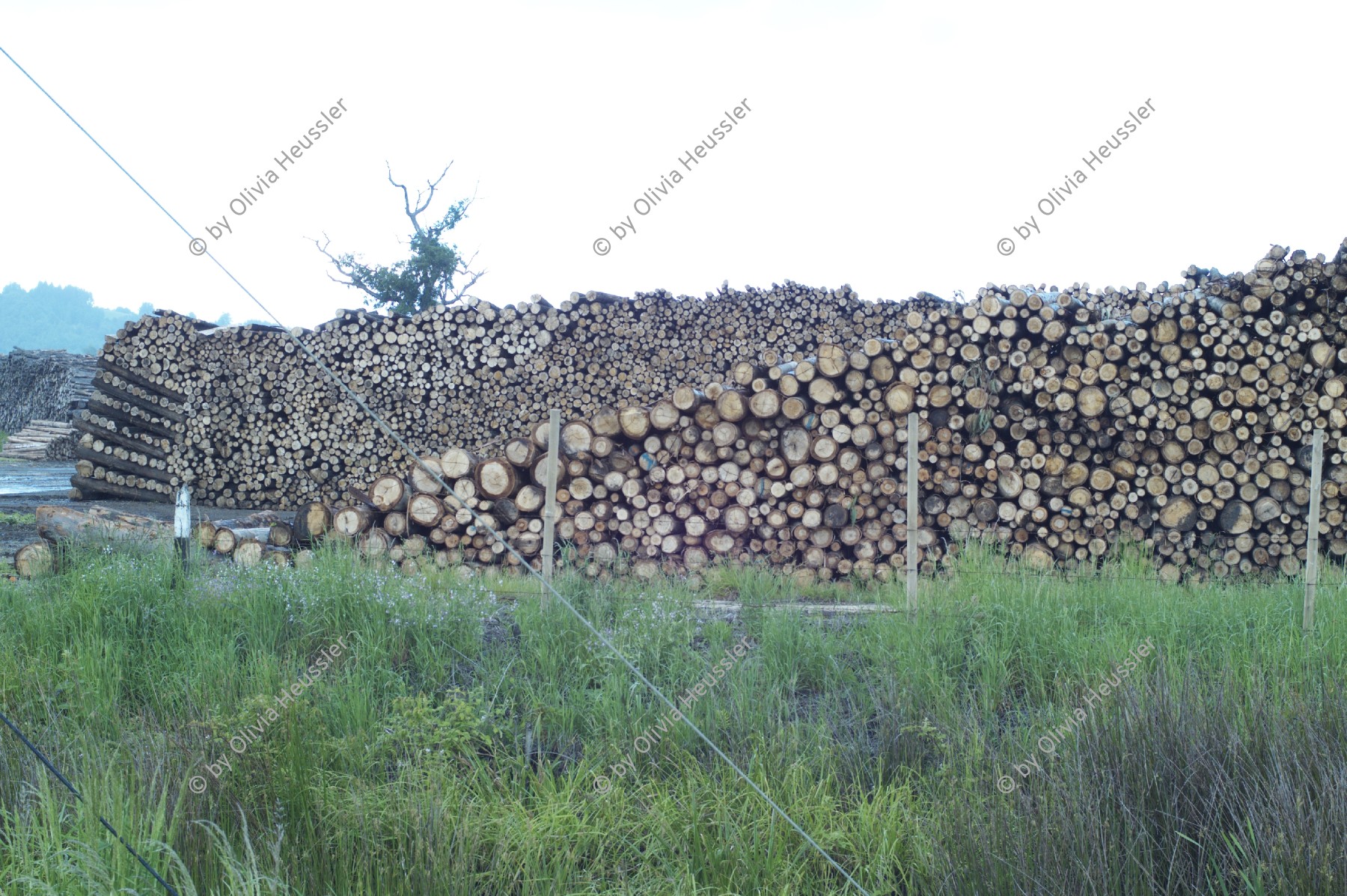 Image of sheet 20051204 photo 35: Arauco. Pino y Eucaliptus Monoculture Wood
Kiefern- und Eukalyptusbaeumen bewachsen, Chile, 2005. Die hier in Monokultur angebauten Nutzpflanzen fuehren zu einer problematischen Uebersaeuerung des Bodens. Plantage für Bäume Baumplantage Anbau