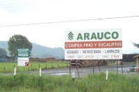 Image of sheet 20051204 photo 36: Arauco. Pino y Eucaliptus Monoculture Wood
Kiefern- und Eukalyptusbaeumen bewachsen, Chile, 2005. Die hier in Monokultur angebauten Nutzpflanzen fuehren zu einer problematischen Uebersaeuerung des Bodens. Plantage für Bäume Baumplantage Anbau
