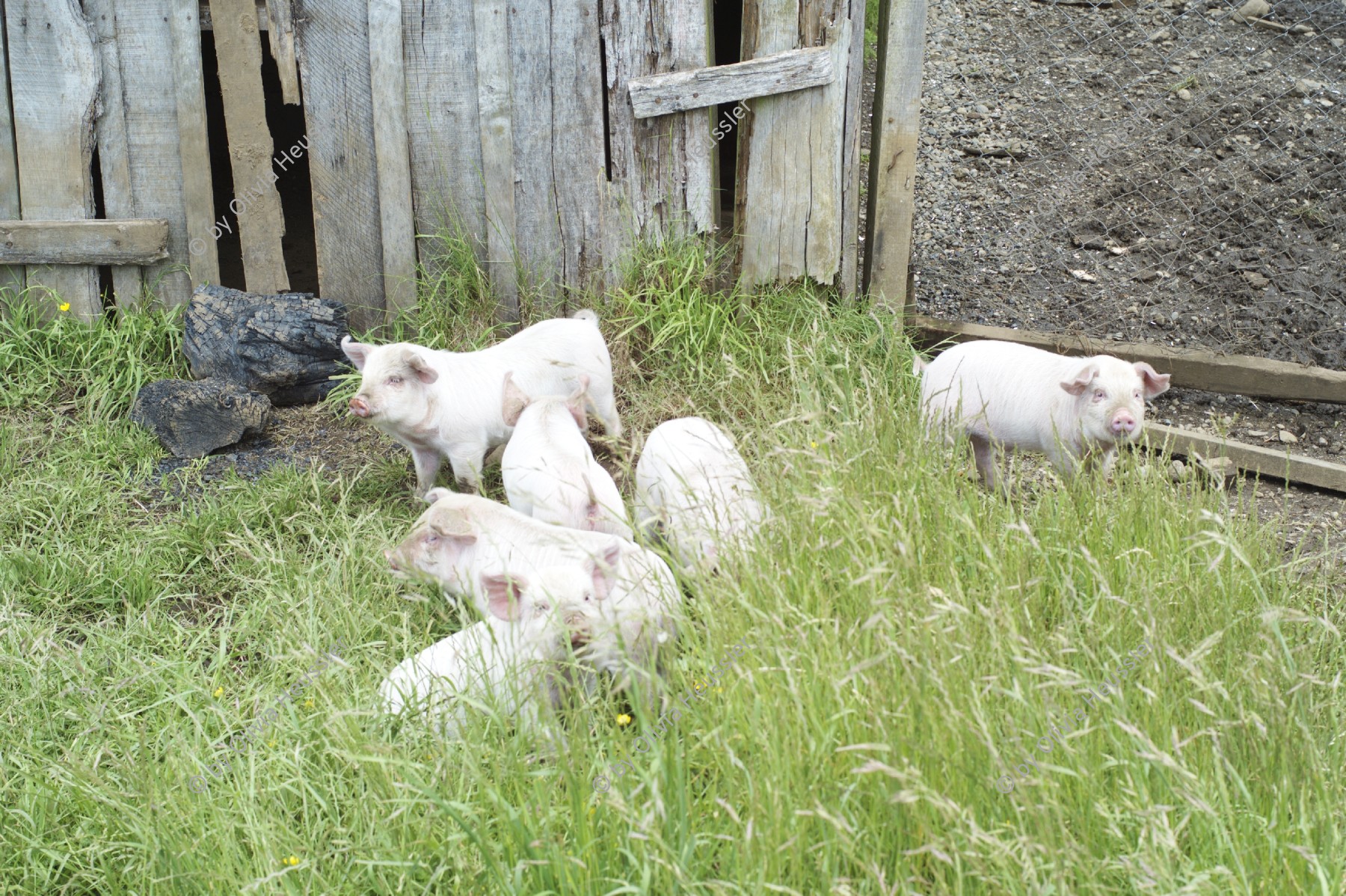 Image of sheet 20051204 photo 61: Little Pigs. Schweine in der Freiheit. Farm Bauernhof der Schule.
Liceo Agricola El Llolly Paillaco Chile 2005 Escuela Schule Agricultural School Liceo Agrícola El Llolly, Weiler El Llolly in Paillaco, rund 100 km landeinwärts vom Pazifik und der Stadt Valdivia in der Region Los Rios, Südchile, gelegen. Die Internatschule mit